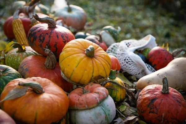 Pumpor Hösten Thanksgiving Kort — Stockfoto