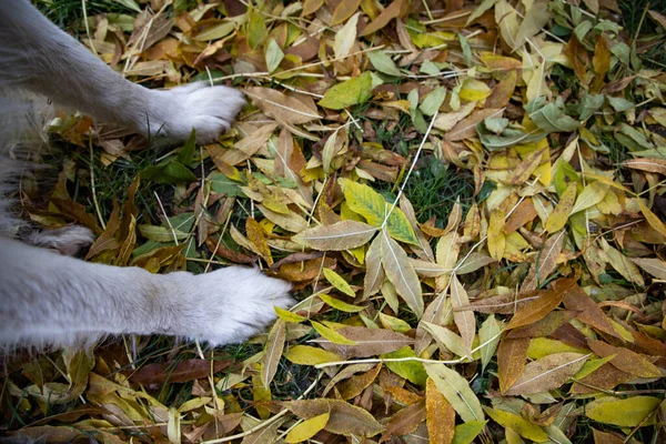 Лапы Собаки Красочной Осенней Листве — стоковое фото