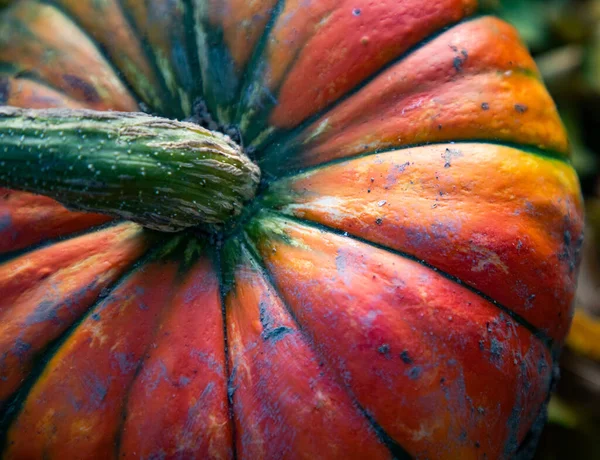 Red Pumpkin Close Autumn Thanksgiving Card — Stock Photo, Image