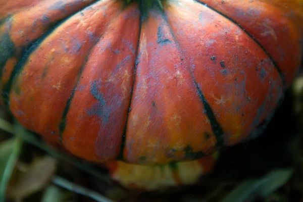 Calabaza Roja Cerca Otoño Tarjeta Acción Gracias — Foto de Stock