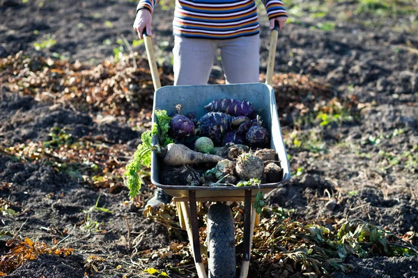 stock image parsnips  kohlrabi celery in a dray in autumn field