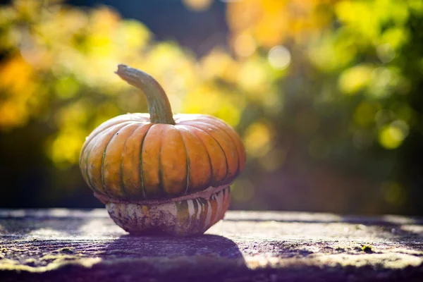 pumpkins in autumn Thanksgiving card