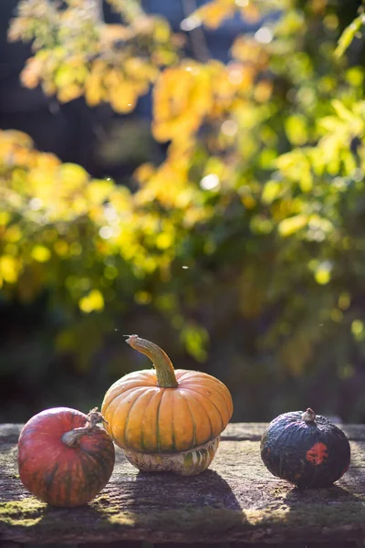 Гарбузи Восени Листівка Подяки — стокове фото