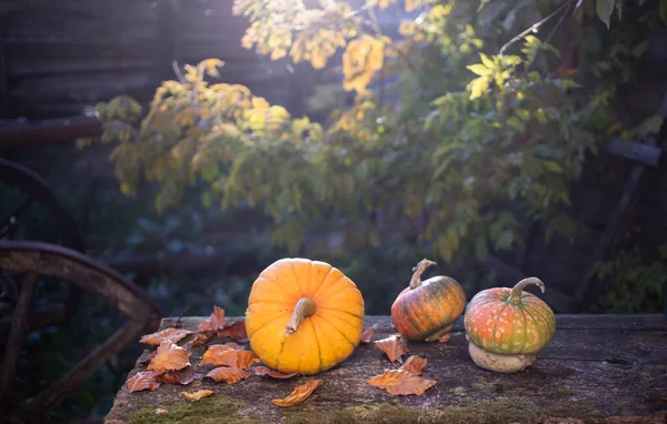 Kurpitsat Syksyllä Kiitospäivä Kortti — kuvapankkivalokuva