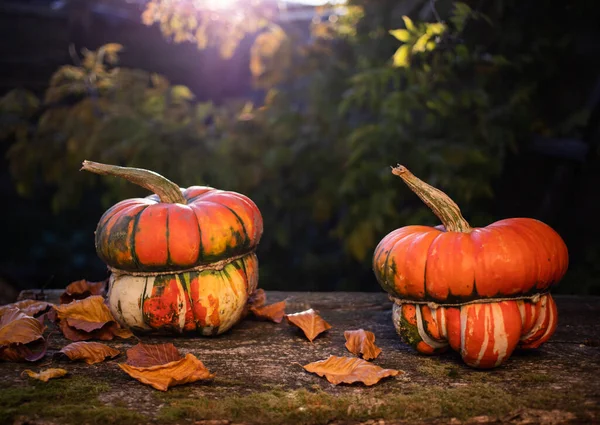 Тыквы Осенью Открытки День Благодарения — стоковое фото