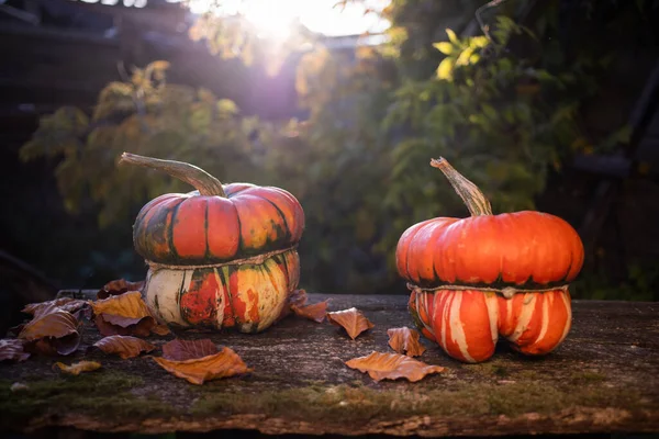 Abóboras Outono Cartão Ação Graças — Fotografia de Stock