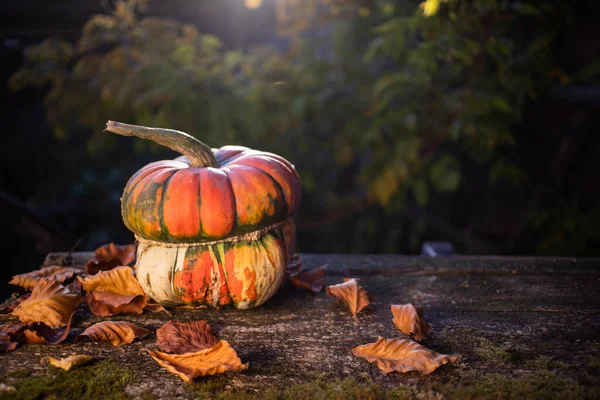 Pumpkins Autumn Thanksgiving Card — Stock Photo, Image