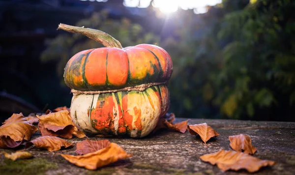 pumpkins in autumn Thanksgiving card