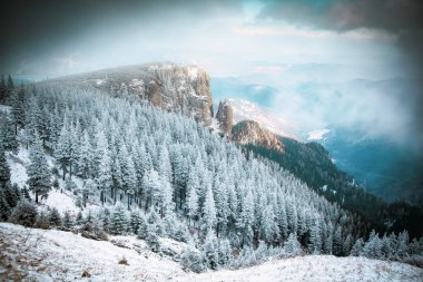Çam ağaçları karla kaplıydı.