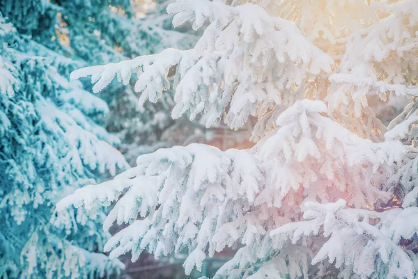 Sneeuw Bedekte Pijnbomen Verbazingwekkende Winter Achtergrond — Stockfoto