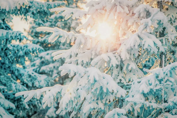 Заснеженные Сосны Удивительный Зимний Фон — стоковое фото