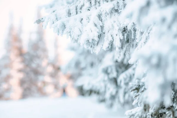 雪に覆われた松の木素晴らしい冬の背景 — ストック写真