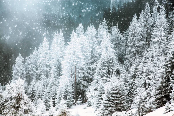 积雪覆盖的松树令人惊奇的冬季背景 — 图库照片