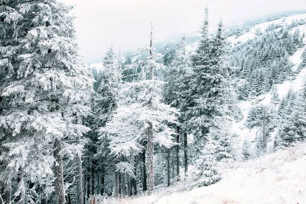 Çam Ağaçları Karla Kaplıydı — Stok fotoğraf