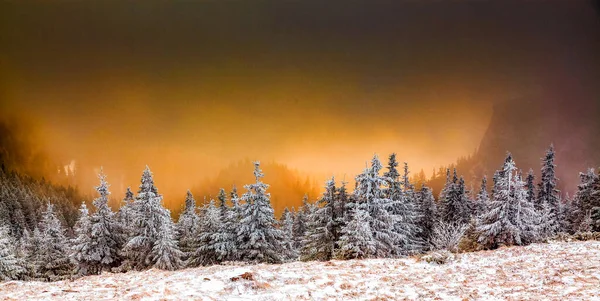 积雪覆盖的松树令人惊奇的冬季背景 — 图库照片