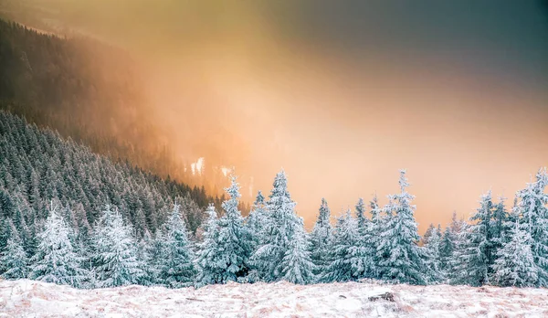Snow Covered Pine Trees Amazing Winter Background — Stock Photo, Image