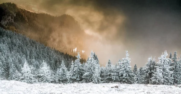 Sníh Pokryté Borovice Úžasné Zimní Pozadí — Stock fotografie