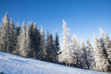 Dağlarda karlı köknar ağaçları olan inanılmaz kış manzarası