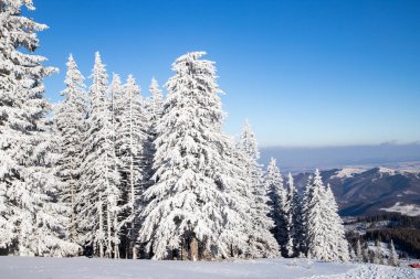 Dağlarda karlı köknar ağaçları olan inanılmaz kış manzarası