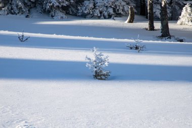Dağlarda karlı köknar ağaçları olan inanılmaz kış manzarası