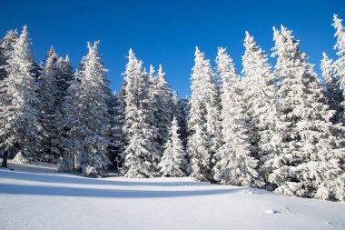 Dağlarda karlı köknar ağaçları olan inanılmaz kış manzarası