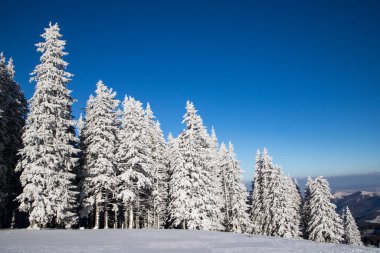 Dağlarda karlı köknar ağaçları olan inanılmaz kış manzarası