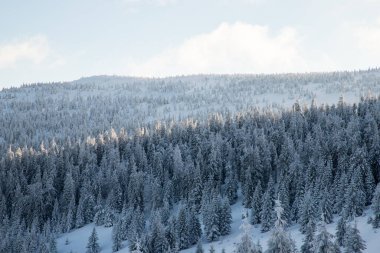 Dağlarda karlı köknar ağaçları olan inanılmaz kış manzarası