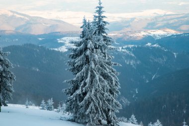 Dağlarda karlı köknar ağaçları olan inanılmaz kış manzarası