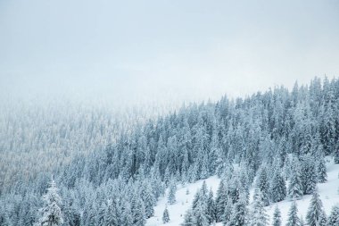 Dağlarda karlı köknar ağaçları olan inanılmaz kış manzarası