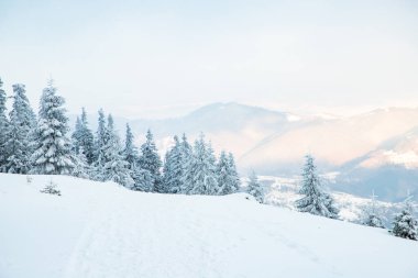 Dağlarda karlı köknar ağaçları olan inanılmaz kış manzarası