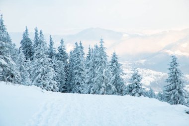 Dağlarda karlı köknar ağaçları olan inanılmaz kış manzarası