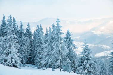 Dağlarda karlı köknar ağaçları olan inanılmaz kış manzarası
