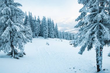 Dağlarda karlı köknar ağaçları olan inanılmaz kış manzarası
