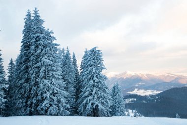 Dağlarda karlı köknar ağaçları olan inanılmaz kış manzarası