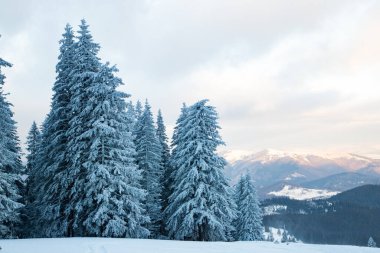 Dağlarda karlı köknar ağaçları olan inanılmaz kış manzarası
