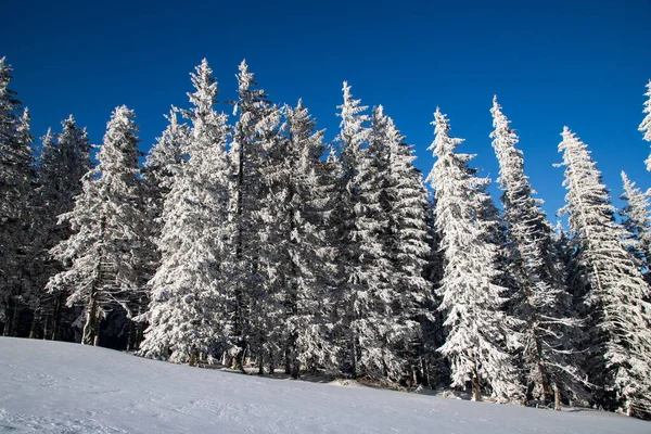 山の中に雪のモミの木がある素晴らしい冬の風景 — ストック写真