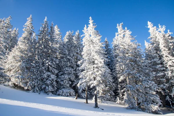 Incredibile Paesaggio Invernale Con Abeti Innevati Montagna — Foto Stock