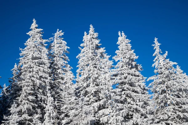 Geweldig Winterlandschap Met Besneeuwde Dennenbomen Bergen — Stockfoto