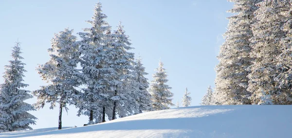 Increíble Paisaje Invierno Con Abetos Nevados Las Montañas —  Fotos de Stock