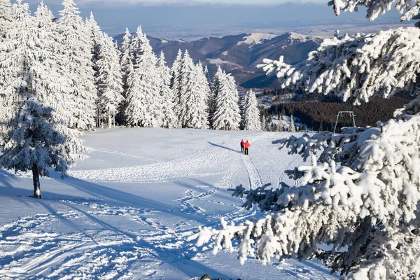 Úžasná Zimní Krajina Zasněženými Jedlemi Horách — Stock fotografie