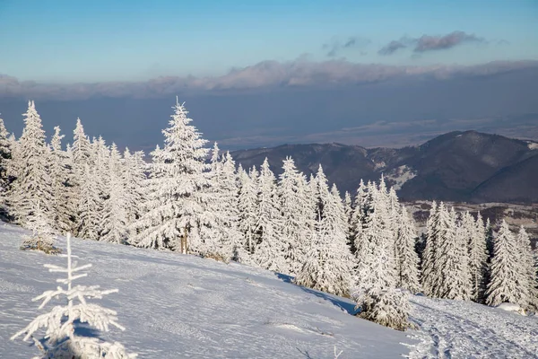 stock image amazing winter landscape with snowy fir trees in the mountains