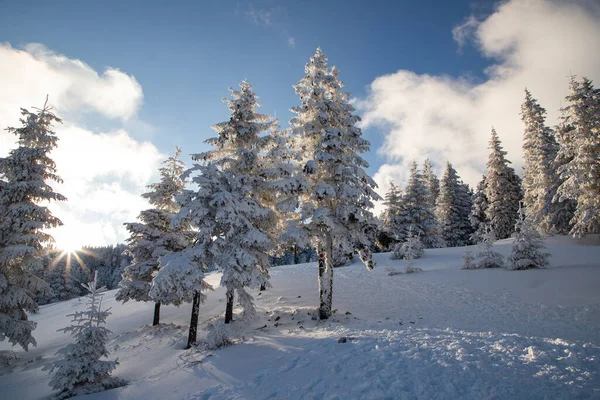 Удивительный Зимний Пейзаж Снежными Елками Горах — стоковое фото