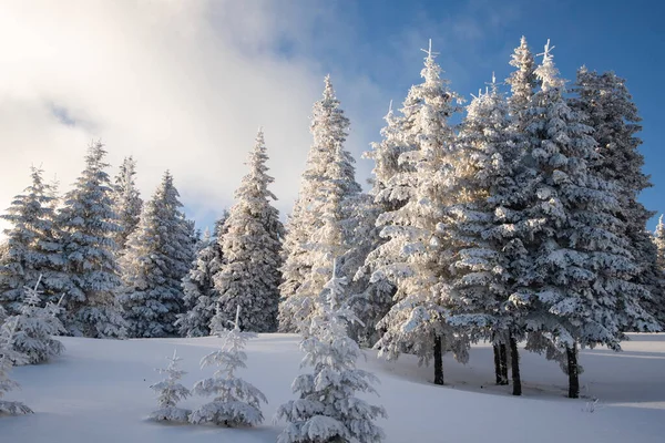 Geweldig Winterlandschap Met Besneeuwde Dennenbomen Bergen — Stockfoto