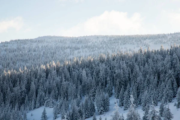 Traumhafte Winterlandschaft Mit Schneebedeckten Tannen Den Bergen — Stockfoto
