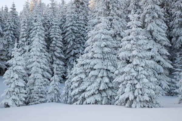 Amazing Winter Landscape Snowy Fir Trees Mountains — Stock Photo, Image