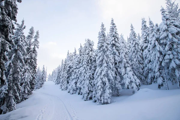 Καταπληκτικό Χειμερινό Τοπίο Χιονισμένα Έλατα Στα Βουνά — Φωτογραφία Αρχείου
