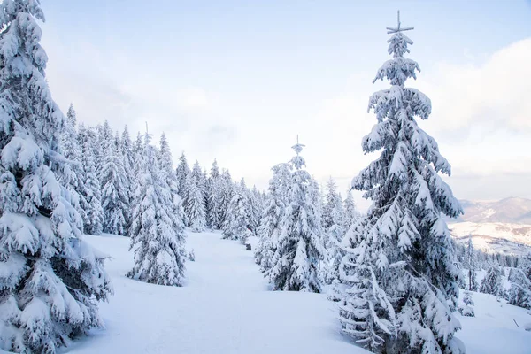 Incrível Paisagem Inverno Com Abetos Nevados Nas Montanhas — Fotografia de Stock