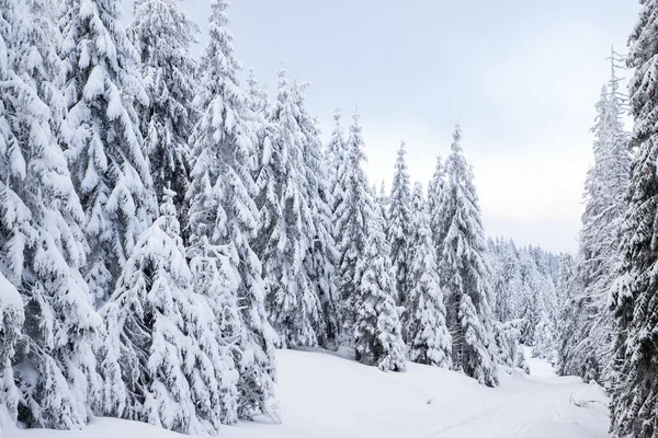 Dağlarda Karlı Köknar Ağaçları Olan Inanılmaz Kış Manzarası — Stok fotoğraf