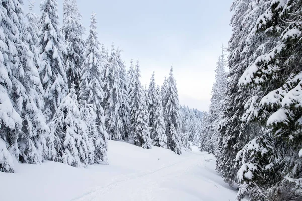 Incrível Paisagem Inverno Com Abetos Nevados Nas Montanhas — Fotografia de Stock