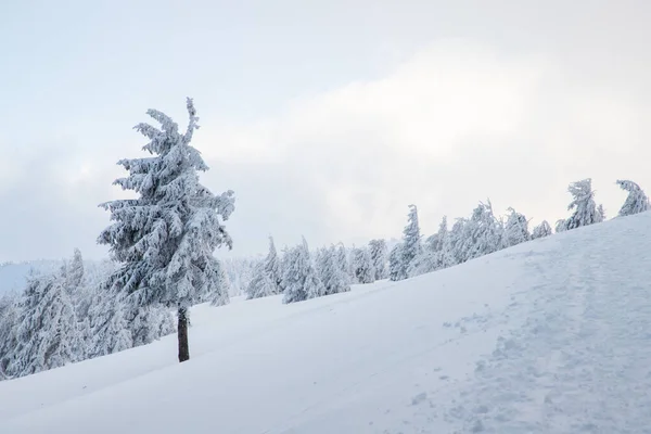 山の中に雪のモミの木がある素晴らしい冬の風景 — ストック写真